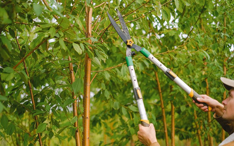 Tree trimming in Latimer, IA